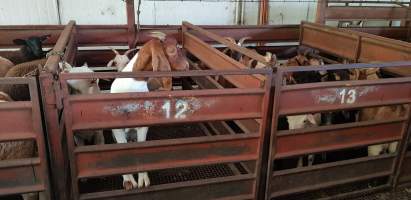 Goats in holding pen - Captured at Western Sydney Meat Worx (formerly Picton Meatworx), Picton NSW Australia.