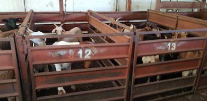 Goats in holding pen - Captured at Western Sydney Meat Worx (formerly Picton Meatworx), Picton NSW Australia.