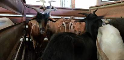 Goats in holding pen - Captured at Western Sydney Meat Worx (formerly Picton Meatworx), Picton NSW Australia.