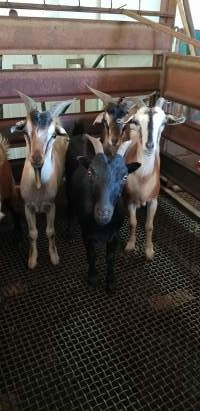 Goats in holding pen - Captured at Western Sydney Meat Worx (formerly Picton Meatworx), Picton NSW Australia.