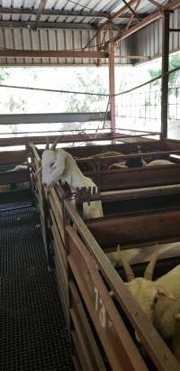 Goats in holding pen - Captured at Western Sydney Meat Worx (formerly Picton Meatworx), Picton NSW Australia.