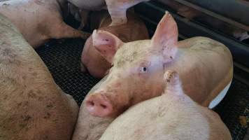 Pigs in holding pen - Captured at Western Sydney Meat Worx (formerly Picton Meatworx), Picton NSW Australia.