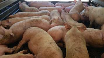 Pigs in holding pen - Captured at Western Sydney Meat Worx (formerly Picton Meatworx), Picton NSW Australia.