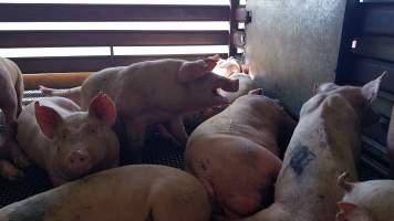 Pigs in holding pen - Captured at Western Sydney Meat Worx (formerly Picton Meatworx), Picton NSW Australia.