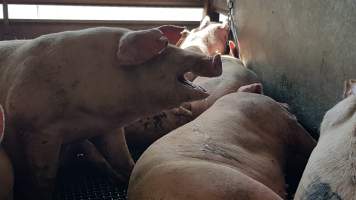 Pigs in holding pen - Captured at Western Sydney Meat Worx (formerly Picton Meatworx), Picton NSW Australia.