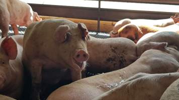 Pigs in holding pen - Captured at Western Sydney Meat Worx (formerly Picton Meatworx), Picton NSW Australia.