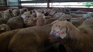 Sheep in holding pen - Captured at Western Sydney Meat Worx (formerly Picton Meatworx), Picton NSW Australia.