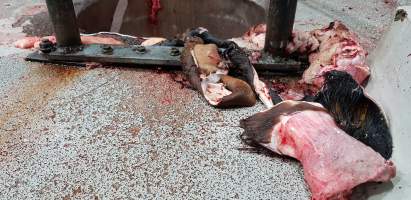 Body parts around waste chute - Captured at Western Sydney Meat Worx (formerly Picton Meatworx), Picton NSW Australia.