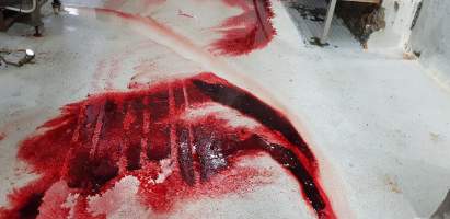 Bloody floor - Captured at Western Sydney Meat Worx (formerly Picton Meatworx), Picton NSW Australia.