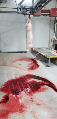 Bloody floor with pig carcass hanging - Captured at Western Sydney Meat Worx (formerly Picton Meatworx), Picton NSW Australia.