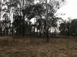 Captured at Unknown broiler farm, Rouse Hill NSW Australia.