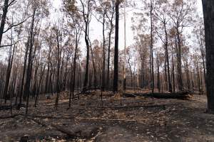 Aftermath of Victorian Bushfires 2019-20 - Photo by Kelsey Hannah - Captured at Bairnsdale VIC.