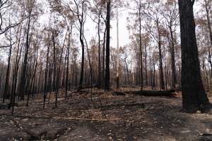 Aftermath of Victorian Bushfires 2019-20 - Photo by Kelsey Hannah - Captured at Bairnsdale VIC.