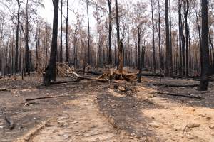 Aftermath of Victorian Bushfires 2019-20 - Photo by Kelsey Hannah - Captured at Bairnsdale VIC.