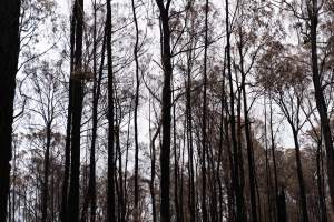 Aftermath of Victorian Bushfires 2019-20 - Photo by Kelsey Hannah - Captured at Bairnsdale VIC.