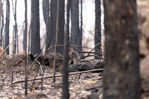 Aftermath of Victorian Bushfires 2019-20 - Photo by Kelsey Hannah - Captured at Bairnsdale VIC.