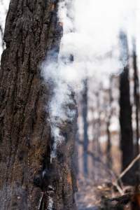 Aftermath of Victorian Bushfires 2019-20 - Photo by Kelsey Hannah - Captured at Bairnsdale VIC.