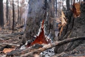 Aftermath of Victorian Bushfires 2019-20 - Photo by Kelsey Hannah - Captured at Bairnsdale VIC.