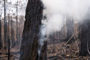 Aftermath of Victorian Bushfires 2019-20 - Photo by Kelsey Hannah - Captured at Bairnsdale VIC.