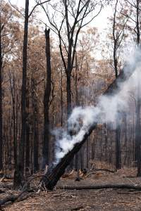 Aftermath of Victorian Bushfires 2019-20 - Photo by Kelsey Hannah - Captured at Bairnsdale VIC.