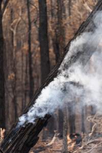 Aftermath of Victorian Bushfires 2019-20 - Photo by Kelsey Hannah - Captured at Bairnsdale VIC.