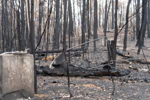 Aftermath of Victorian Bushfires 2019-20 - Photo by Kelsey Hannah - Captured at Bairnsdale VIC.