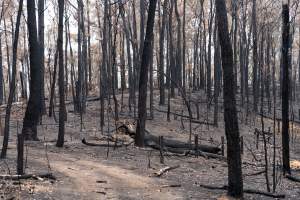 Aftermath of Victorian Bushfires 2019-20 - Photo by Kelsey Hannah - Captured at Bairnsdale VIC.