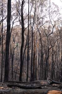 Aftermath of Victorian Bushfires 2019-20 - Photo by Kelsey Hannah - Captured at Bairnsdale VIC.