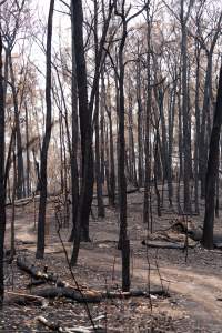 Aftermath of Victorian Bushfires 2019-20 - Photo by Kelsey Hannah - Captured at Bairnsdale VIC.