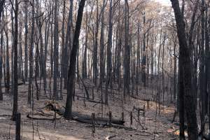 Aftermath of Victorian Bushfires 2019-20 - Photo by Kelsey Hannah - Captured at Bairnsdale VIC.