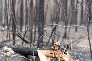 Aftermath of Victorian Bushfires 2019-20 - Photo by Kelsey Hannah - Captured at Bairnsdale VIC.