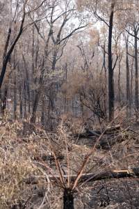 Aftermath of Victorian Bushfires 2019-20 - Photo by Kelsey Hannah - Captured at Bairnsdale VIC.