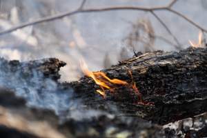 Aftermath of Victorian Bushfires 2019-20 - Photo by Kelsey Hannah - Captured at Bairnsdale VIC.