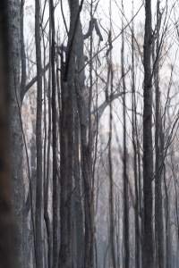 Aftermath of Victorian Bushfires 2019-20 - Photo by Kelsey Hannah - Captured at Bairnsdale VIC.