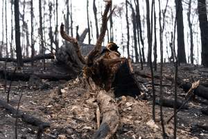 Aftermath of Victorian Bushfires 2019-20 - Photo by Kelsey Hannah - Captured at Bairnsdale VIC.