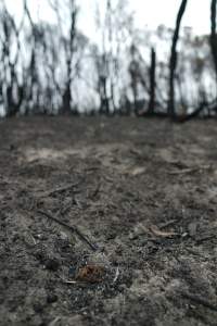 Aftermath of Australian Bushfires 2019-20 - Photo by Gav Wheatley