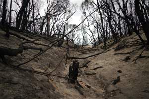 Aftermath of Australian Bushfires 2019-20 - Photo by Gav Wheatley