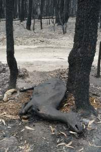Burnt animal - Aftermath of Australian Bushfires 2019-20 - Photo by Gav Wheatley
