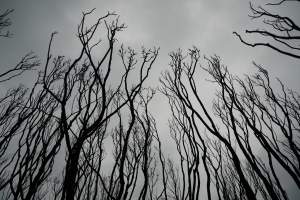 Aftermath of Australian Bushfires 2019-20 - Photo by Gav Wheatley