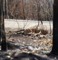 Aftermath of Australian Bushfires 2019-20 - Photo by Gav Wheatley