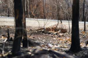 Aftermath of Australian Bushfires 2019-20 - Photo by Gav Wheatley