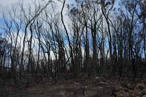 Aftermath of Australian Bushfires 2019-20 - Photo by Gav Wheatley