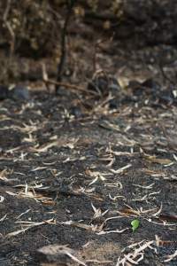 Aftermath of Australian Bushfires 2019-20 - Photo by Gav Wheatley