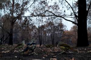 Aftermath of Australian Bushfires 2019-20 - Photo by Gav Wheatley