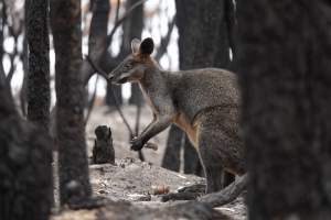 Aftermath of Australian Bushfires 2019-20 - Photo by Gav Wheatley