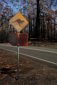 Aftermath of Australian Bushfires 2019-20 - Photo by Gav Wheatley