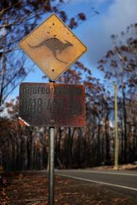 Aftermath of Australian Bushfires 2019-20 - Photo by Gav Wheatley