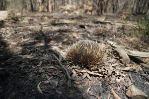 Aftermath of Australian Bushfires 2019-20 - Photo by Gav Wheatley