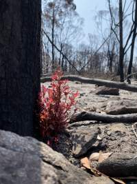 Aftermath of Australian Bushfires 2019-20 - Photo by Gav Wheatley