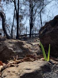 Aftermath of Australian Bushfires 2019-20 - Photo by Gav Wheatley